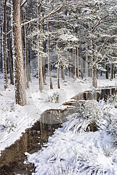 Caledonian Forest in Snow at Abernethy Forest in the Highlands of Scotland.