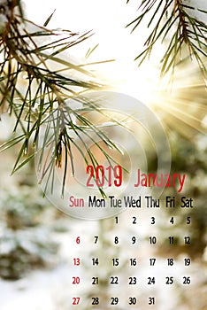 calendar for January 2019 on spruce branch background close-up