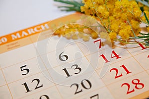 Calendar lies on white background. Above is branch of mimosa