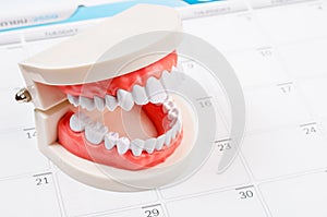 Calendar page and dentist demonstration teeth model.