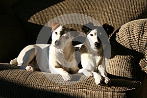 Calendar Ready Jack Russell Terrier Dog Couple