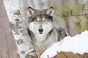 Calendar Timber wolf