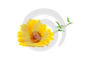 Calendula