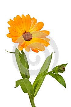 Calendula