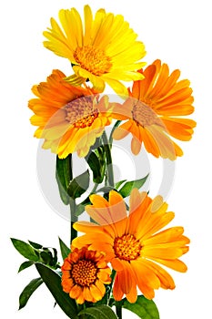 Calendula