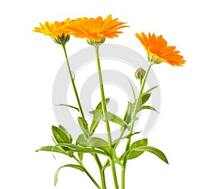 Calendula