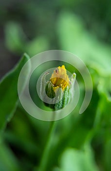 Calendula arvensis is a plant of the Asteraceae family popularly called wild wonder