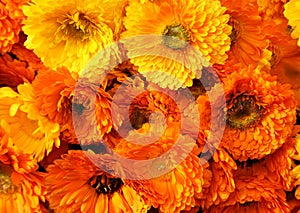 Calendula background