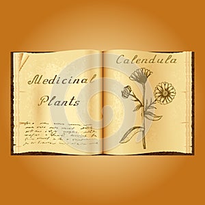 Calendula. Botanical illustration. Medical plants. Book herbalist. Old open book