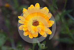 calendula Calendula officinalis Asteraceae KIT Karlsruhe