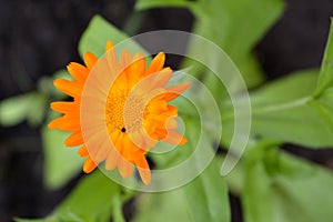 Calendula. City lungs for people`s health. Greenery of the urban courtyard