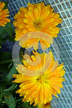 Calendula close-up. Garden unpretentious flowers for the garden. A herbaceous plant with yellow flowers, marigolds and a medicinal