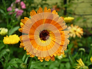 Calendula flower