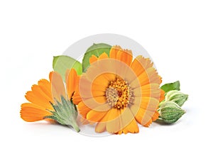 Calendula flower