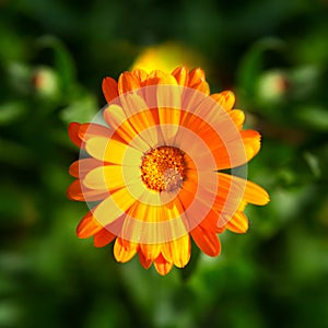 Calendula Flower