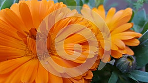 Calendula Flower