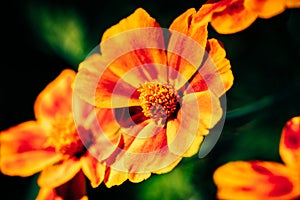 Calendula flower bed closeup selective focus