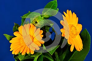 Calendula flower on a blue background, the Sunny sweet-scented flower.