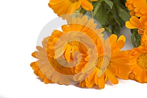 Calendula flower bouquet