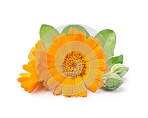 Calendula flower buds on white backgrounds. Marigold photo