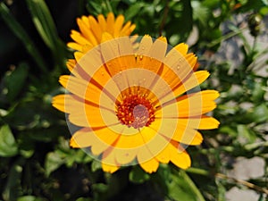 Calendula flower covered with rossa
