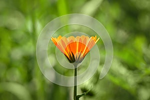 Calendula flower on green background. Bright beautiful orange flower marigold closeup on a summer day. Nature green summer