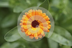 Calendula flower on green nature summer background, selective focus. Calendula medicinal plant.