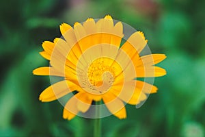Calendula flower herb known for its healing properties