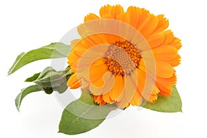 Calendula. Flower isolated on white