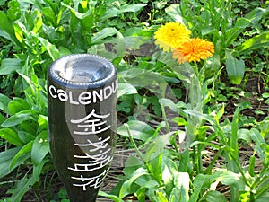 Calendula flower at Lamma Island HK