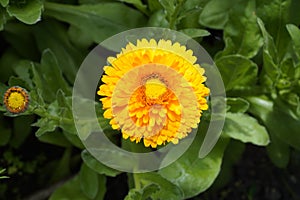 Calendula flower and leaf , nature green background. Calendula flower on summer day