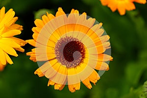 Calendula flower with leaves, Calendula officinalis or english marigold on blurred green background. Close up macro of