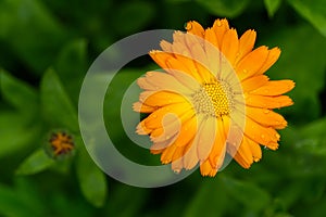 Calendula flower with leaves, Calendula officinalis or english marigold on blurred green background. Close up macro of