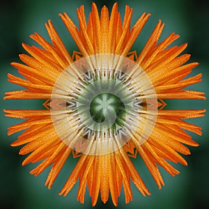 Calendula flower mandala