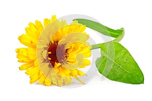 Calendula flower or marigold flower Calendula officinalis isolated on white