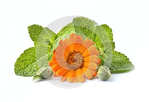 Calendula flower and mint