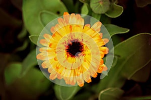Calendula flower