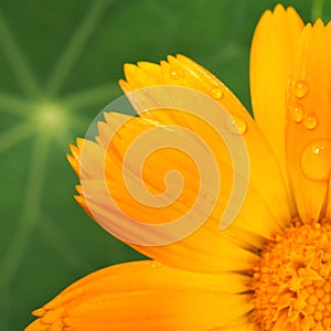 Calendula flower with raindrops on the petals against the background of a green leaf of nasturtium. View from above