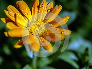 calendula flower with raindrops on the petals