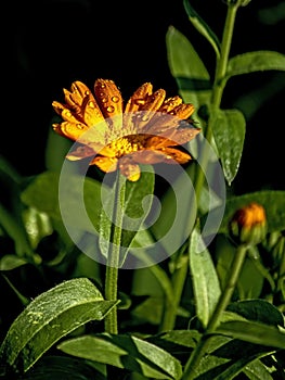 calendula flower with raindrops on the petals