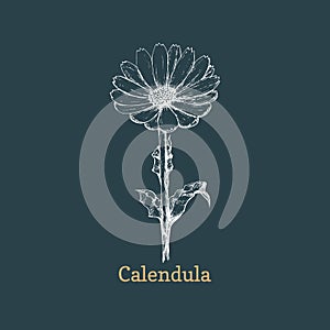 Calendula flower sketch in vector. Drawn Marigold.