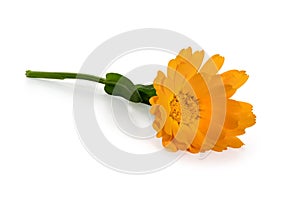 Calendula flower with stem and leaves on a white background. Full depth of field.