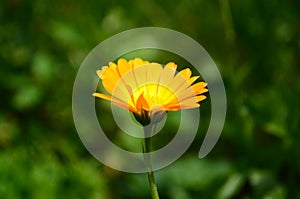 Calendula flower on summer day. Closeup medicinal flower herb for tea or oil