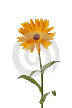 Calendula flower