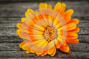 Calendula flower on wooden background