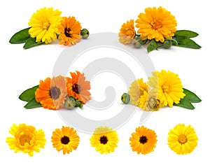 Calendula flowers