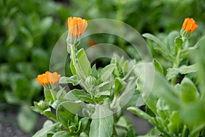 Calendula flowers, beautiful half