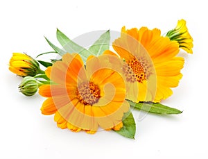 Calendula. flowers with leaves on white