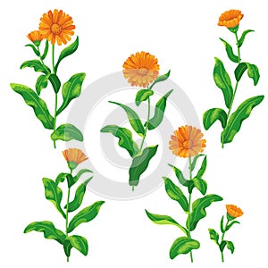 Calendula flowers set