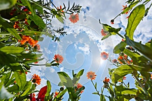 Calendula flowers and sky